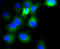 Bpag2 antibody, STJ112719, St John