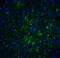 Immunity Related GTPase M antibody, 4543, ProSci, Immunofluorescence image 