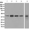 HLA class I histocompatibility antigen, Cw-15 alpha chain antibody, ab126722, Abcam, Western Blot image 