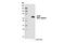 Cyclic GMP-AMP Synthase antibody, 15102S, Cell Signaling Technology, Western Blot image 