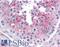 Karyopherin Subunit Alpha 5 antibody, LS-B4728, Lifespan Biosciences, Immunohistochemistry frozen image 
