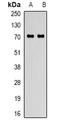 Protein Phosphatase 1 Regulatory Subunit 15A antibody, orb382710, Biorbyt, Western Blot image 