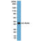 Beta-Actin antibody, M01263-2, Boster Biological Technology, Western Blot image 