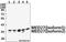 Mediator Complex Subunit 27 antibody, A10484-1, Boster Biological Technology, Western Blot image 