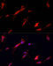 Enolase 2 antibody, 14-368, ProSci, Immunofluorescence image 