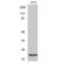 Peptidylprolyl Isomerase F antibody, LS-C382974, Lifespan Biosciences, Western Blot image 