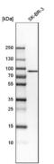 Mitogen-Activated Protein Kinase Kinase Kinase 13 antibody, NBP1-81272, Novus Biologicals, Western Blot image 
