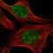 E3 ubiquitin-protein ligase RAD18 antibody, HPA006724, Atlas Antibodies, Immunofluorescence image 