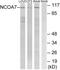 NCOA7 antibody, GTX87951, GeneTex, Western Blot image 