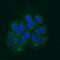Apoptosis Inducing Factor Mitochondria Associated 1 antibody, PA5-48108, Invitrogen Antibodies, Immunocytochemistry image 