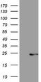 Centrin 3 antibody, CF805892, Origene, Western Blot image 