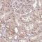 General Transcription Factor IIIC Subunit 6 antibody, NBP2-31628, Novus Biologicals, Immunohistochemistry frozen image 