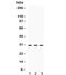 Protein Kinase AMP-Activated Non-Catalytic Subunit Beta 2 antibody, R31820, NSJ Bioreagents, Western Blot image 