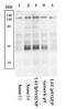 Linker For Activation Of T Cells antibody, GTX24476, GeneTex, Western Blot image 