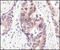 NEDD8 Ubiquitin Like Modifier antibody, LS-C37486, Lifespan Biosciences, Immunohistochemistry frozen image 