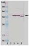 Cytochrome P450 antibody, 13006-50, QED Bioscience, Western Blot image 