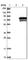 Asteroid Homolog 1 antibody, HPA037010, Atlas Antibodies, Western Blot image 