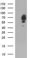 Nuclear LIM interactor-interacting factor 2 antibody, CF507247, Origene, Western Blot image 