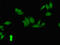 COP9 Signalosome Subunit 7B antibody, LS-C398503, Lifespan Biosciences, Immunofluorescence image 