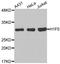H1 Histone Family Member 0 antibody, LS-C332470, Lifespan Biosciences, Western Blot image 