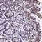 Zinc Finger Protein 235 antibody, HPA045582, Atlas Antibodies, Immunohistochemistry frozen image 