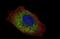 Laminin Subunit Gamma 2 antibody, NBP2-42388, Novus Biologicals, Immunofluorescence image 
