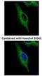 Tripartite Motif Containing 23 antibody, NB100-78620, Novus Biologicals, Immunofluorescence image 