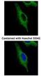 Ard1 antibody, NB100-78620, Novus Biologicals, Immunofluorescence image 