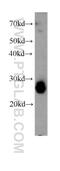 TPI antibody, 60036-2-Ig, Proteintech Group, Western Blot image 