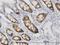 Cyclin Dependent Kinase 1 antibody, H00000983-M01, Novus Biologicals, Immunohistochemistry frozen image 