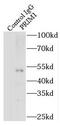 p49 antibody, FNab06776, FineTest, Immunoprecipitation image 