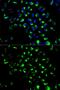 Adenylate kinase isoenzyme 4, mitochondrial antibody, GTX65835, GeneTex, Immunofluorescence image 