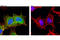 LIN28A antibody, 8706S, Cell Signaling Technology, Immunofluorescence image 