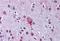 Lysophosphatidic Acid Receptor 4 antibody, NBP1-02406, Novus Biologicals, Immunohistochemistry frozen image 