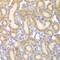 EYA Transcriptional Coactivator And Phosphatase 3 antibody, GTX33187, GeneTex, Immunohistochemistry paraffin image 