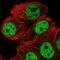 Ataxin 1 Like antibody, NBP2-56746, Novus Biologicals, Immunofluorescence image 