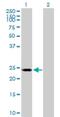RNA Polymerase II Subunit E antibody, H00005434-B01P, Novus Biologicals, Western Blot image 