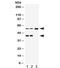 Alpha 2-HS Glycoprotein antibody, R31869, NSJ Bioreagents, Western Blot image 