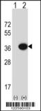  antibody, 63-589, ProSci, Western Blot image 