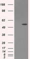 Lipase G, Endothelial Type antibody, LS-C115049, Lifespan Biosciences, Western Blot image 