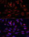 G Protein-Coupled Estrogen Receptor 1 antibody, 13-509, ProSci, Immunofluorescence image 
