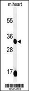 Coenzyme Q9 antibody, 61-699, ProSci, Western Blot image 