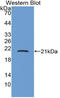 Corticotropin Releasing Hormone antibody, LS-C372612, Lifespan Biosciences, Western Blot image 