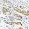 Osteoglycin antibody, A6679, ABclonal Technology, Immunohistochemistry paraffin image 