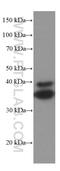 Sirtuin 2 antibody, 66410-1-Ig, Proteintech Group, Western Blot image 
