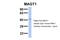 Magnesium Transporter 1 antibody, A02910, Boster Biological Technology, Western Blot image 