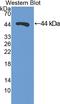 KIAA0115 antibody, LS-C299161, Lifespan Biosciences, Western Blot image 