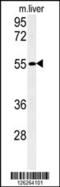 Family With Sequence Similarity 151 Member A antibody, 61-811, ProSci, Western Blot image 