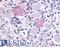 Transient receptor potential cation channel subfamily V member 2 antibody, LS-A8738, Lifespan Biosciences, Immunohistochemistry frozen image 