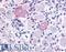 Transient Receptor Potential Cation Channel Subfamily V Member 2 antibody, LS-A8738, Lifespan Biosciences, Immunohistochemistry frozen image 